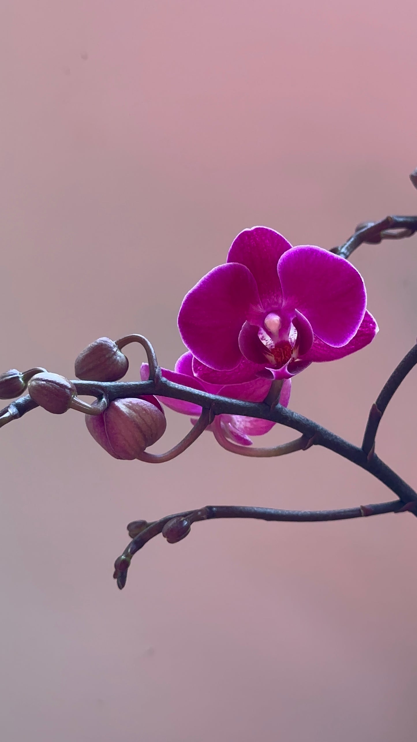 Multiflora Brazilian Fever