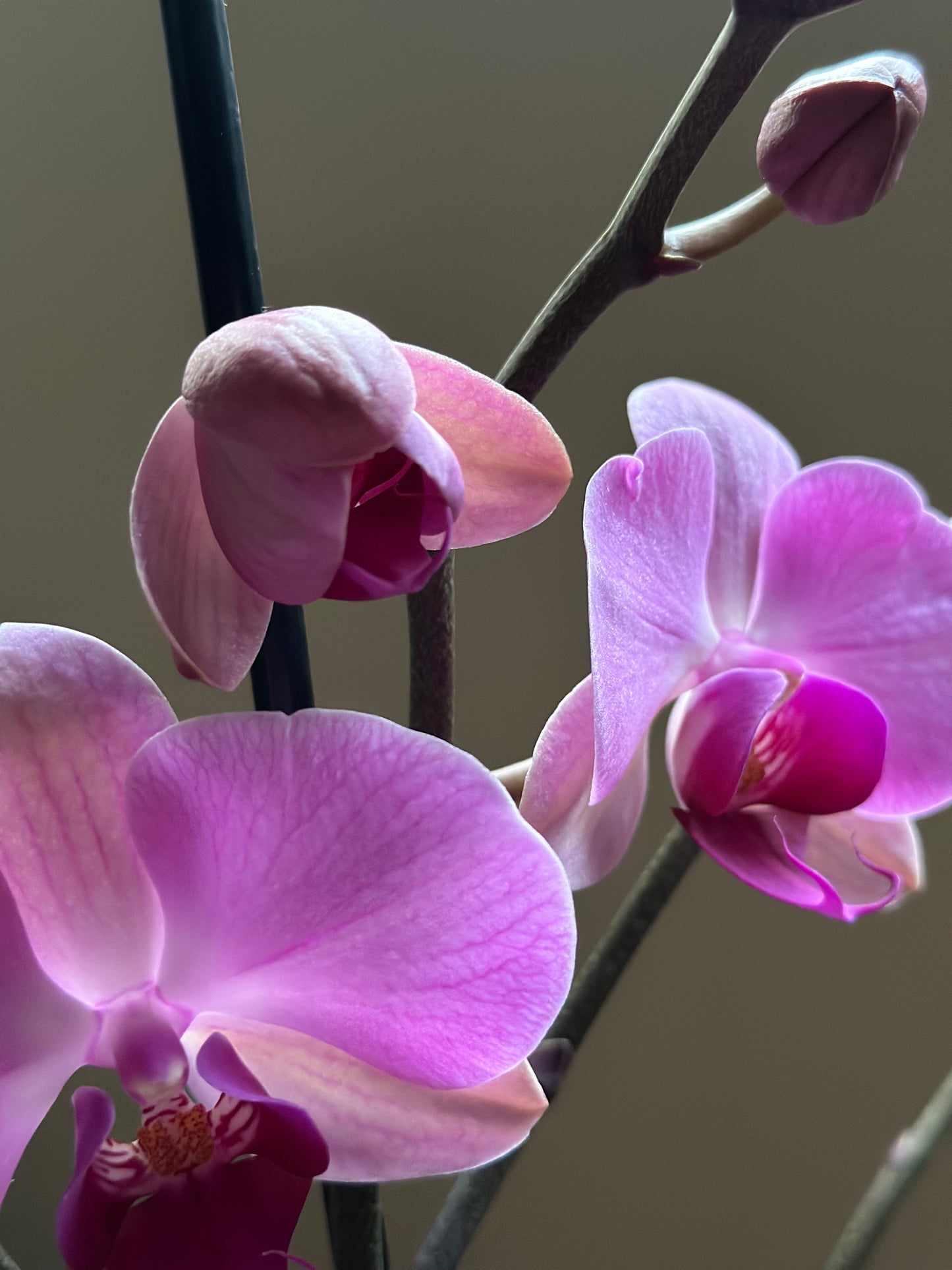 Orquídea Grande Orinoco