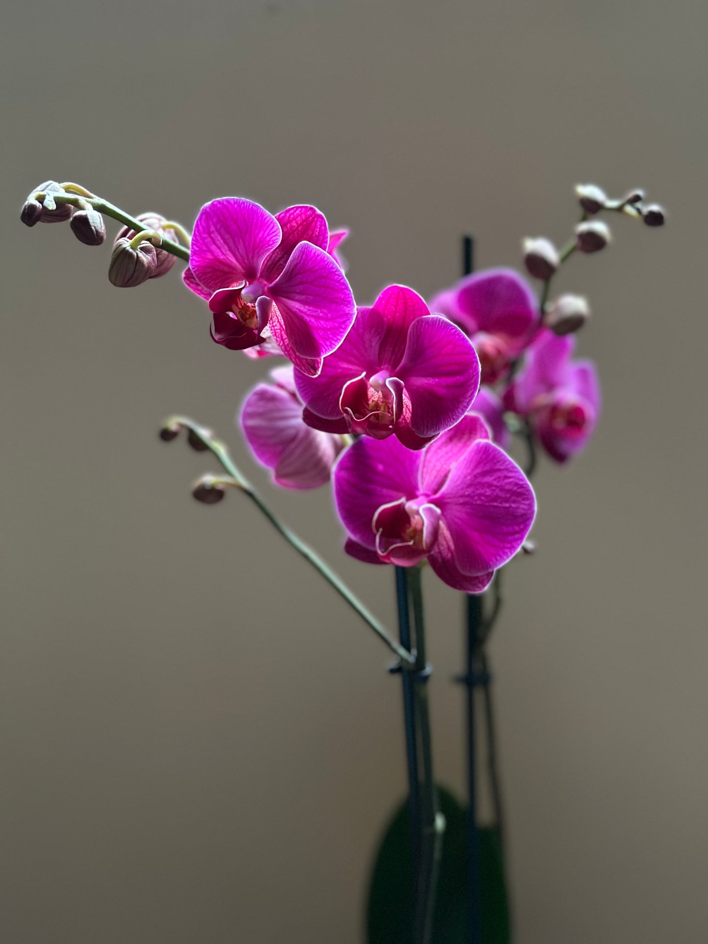 Orquídea Grande Freeride