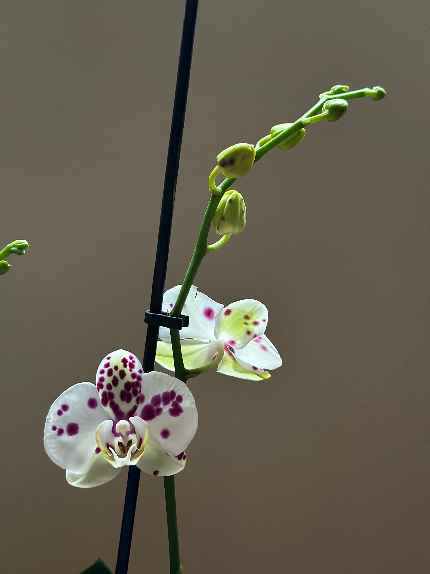 Orquídea Grande Kellion