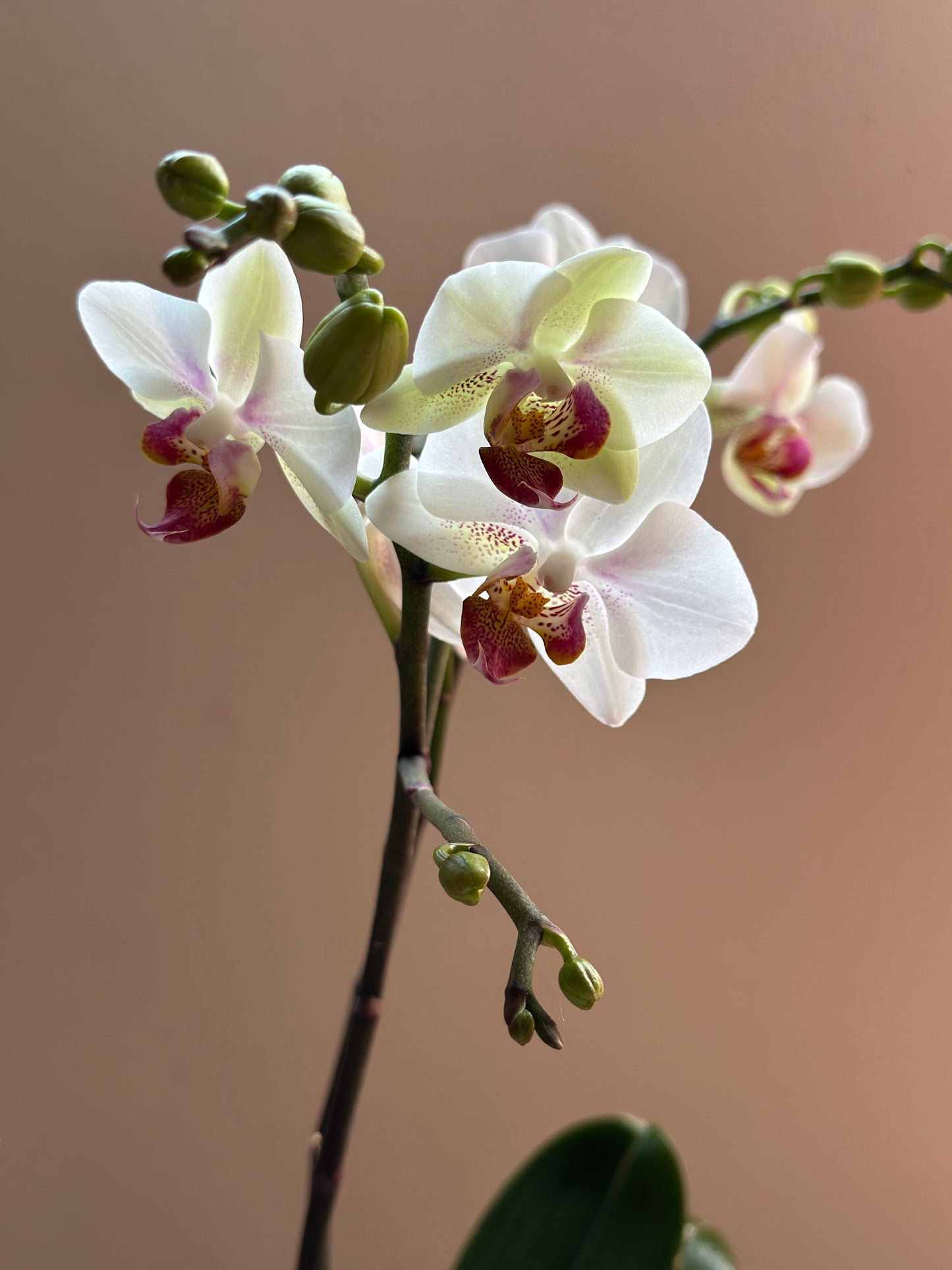 Multiflora Winterlove