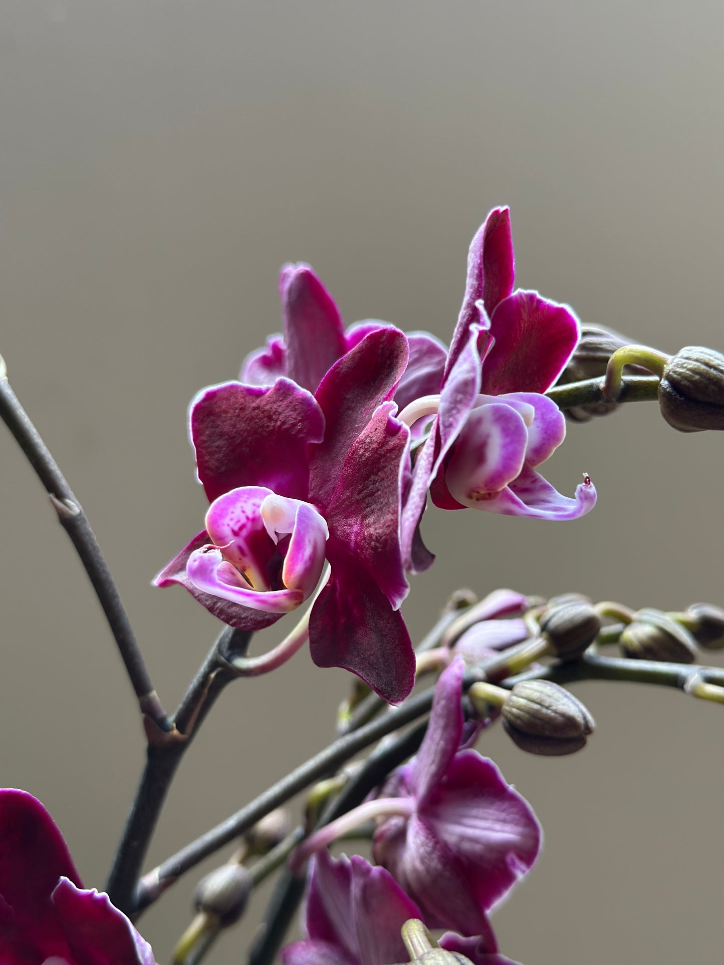 Multiflora Dark Bird