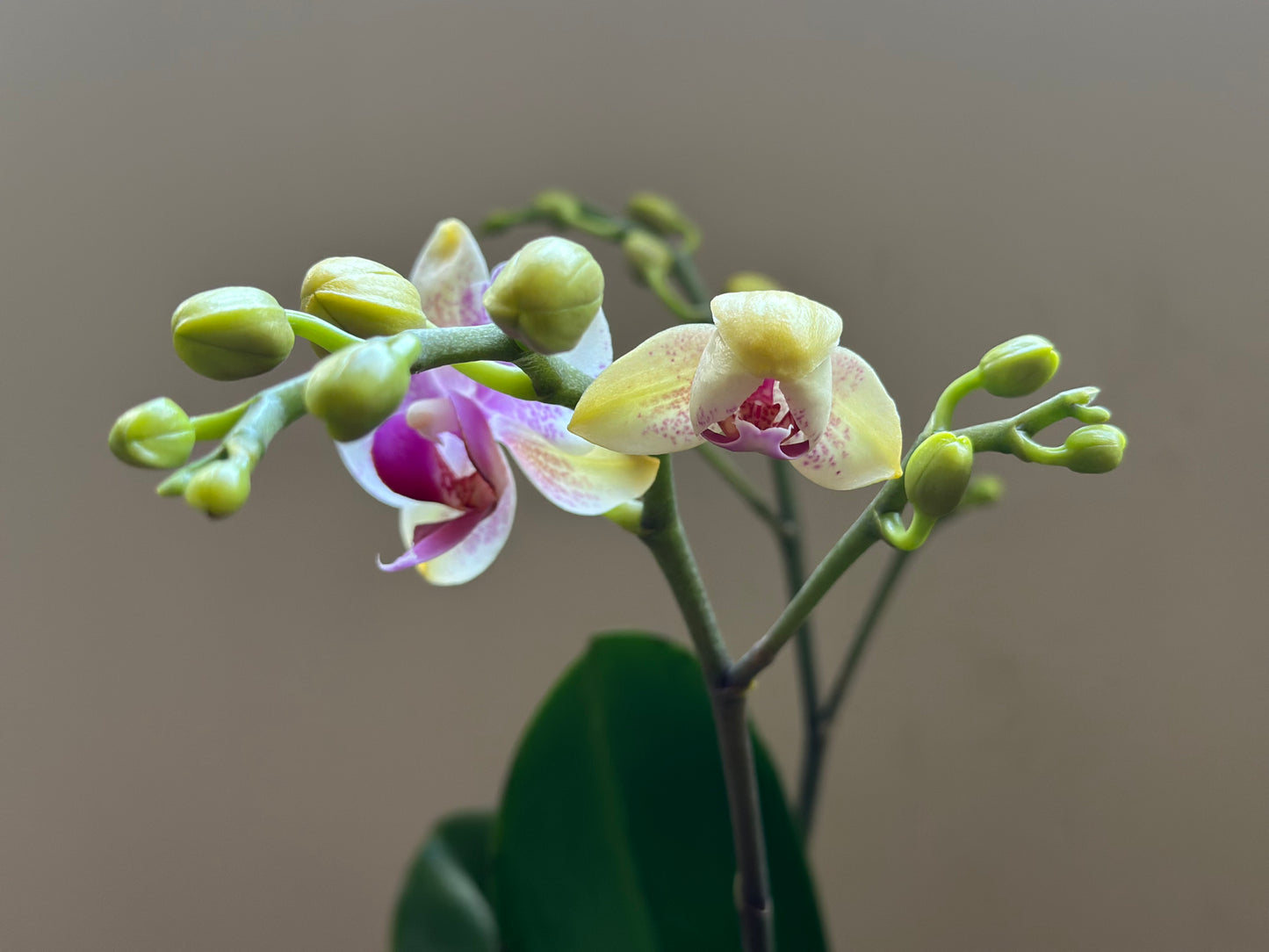 Multiflora Bolgheri Pink