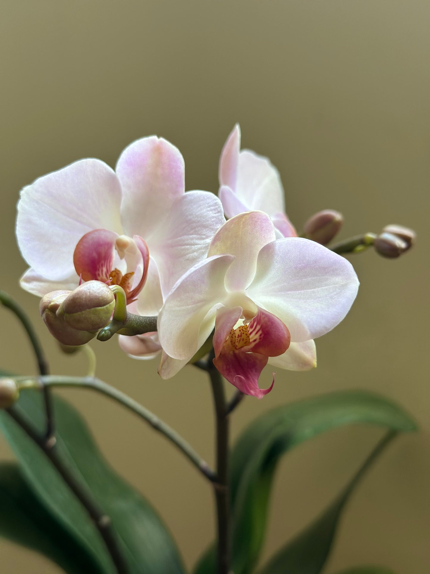 Multiflora Angel Eye