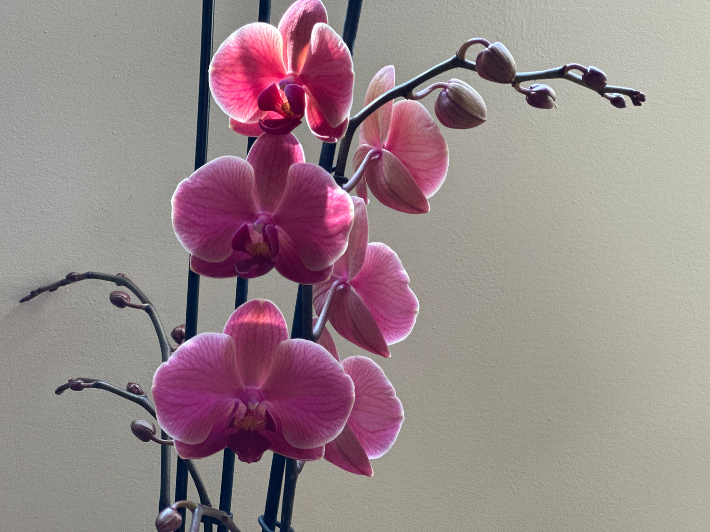 Orquídea Grande Coral Fiber Flug