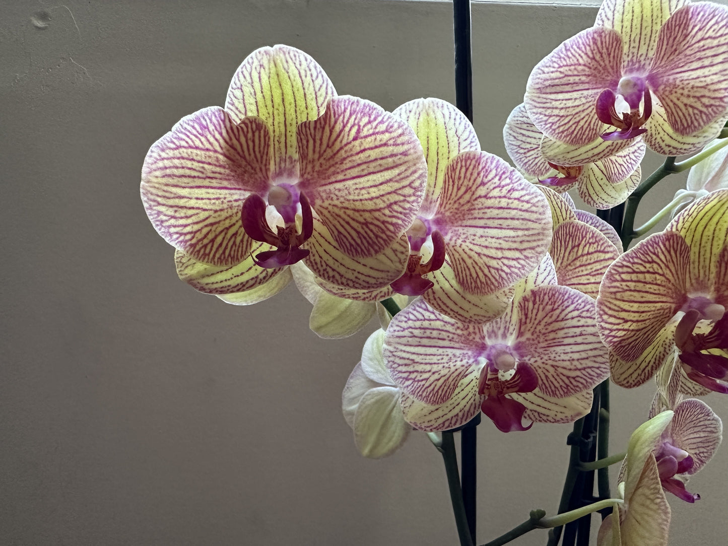 Orquídea Grande Bali