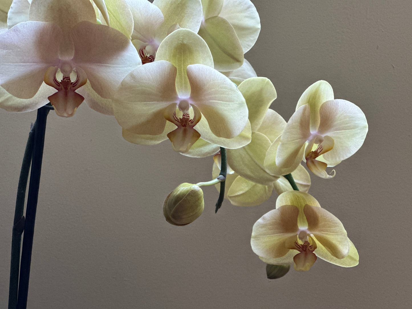 Orquídea Grande Dante