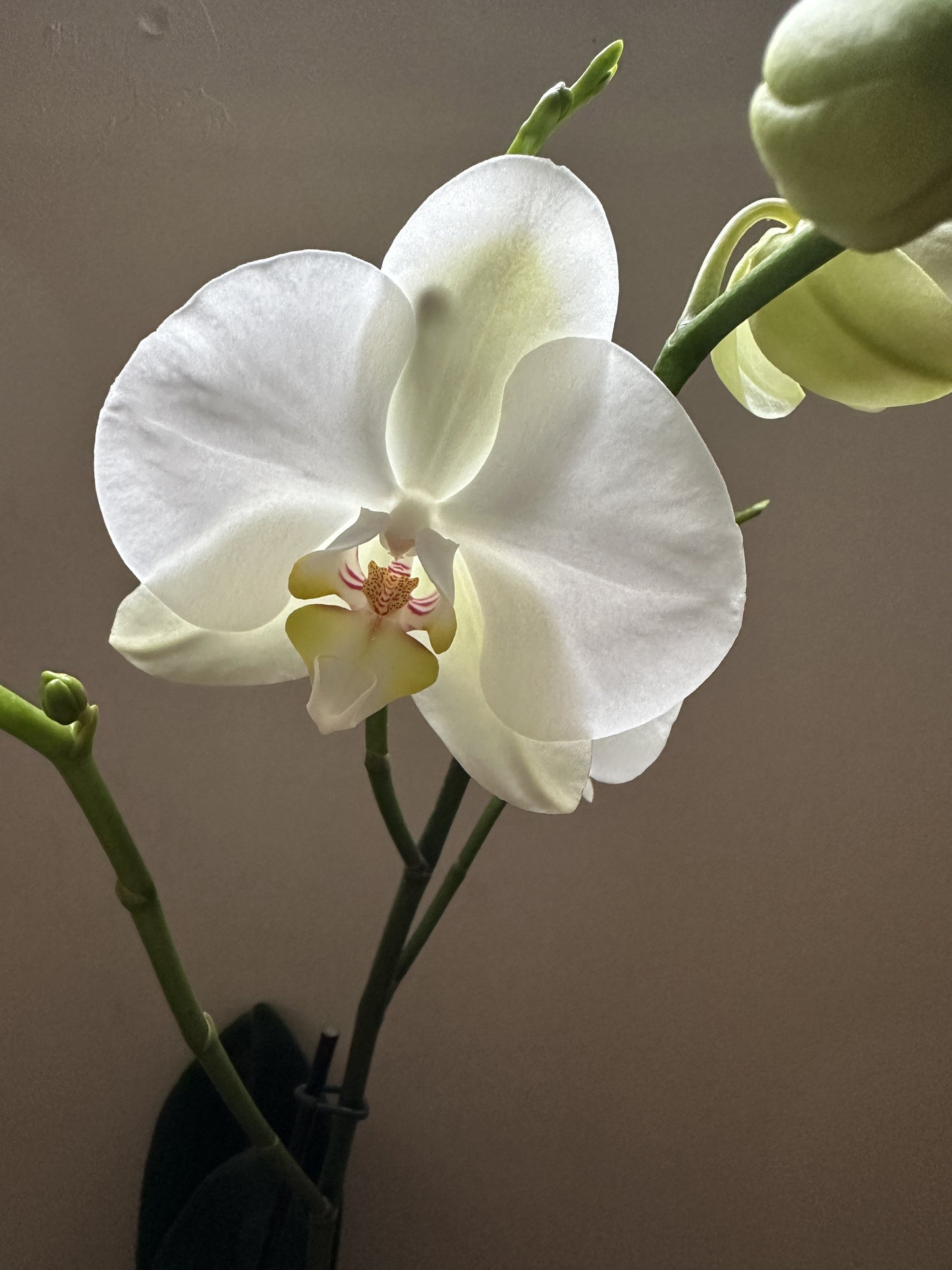 Orquídea Grande Lightbringer