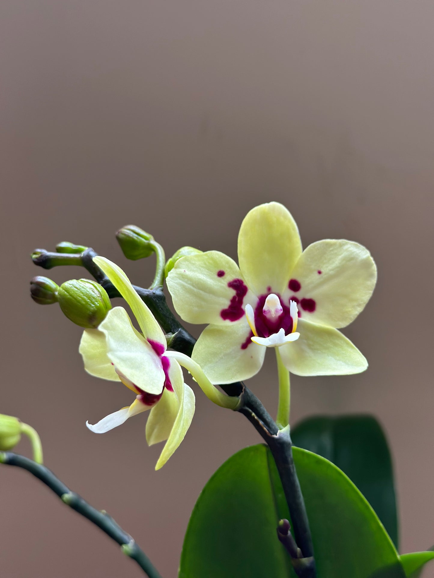 Multiflora Spring Jewel