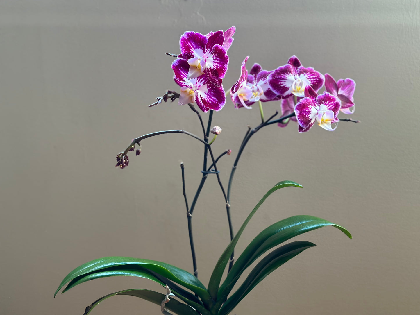 Multiflora Papillón