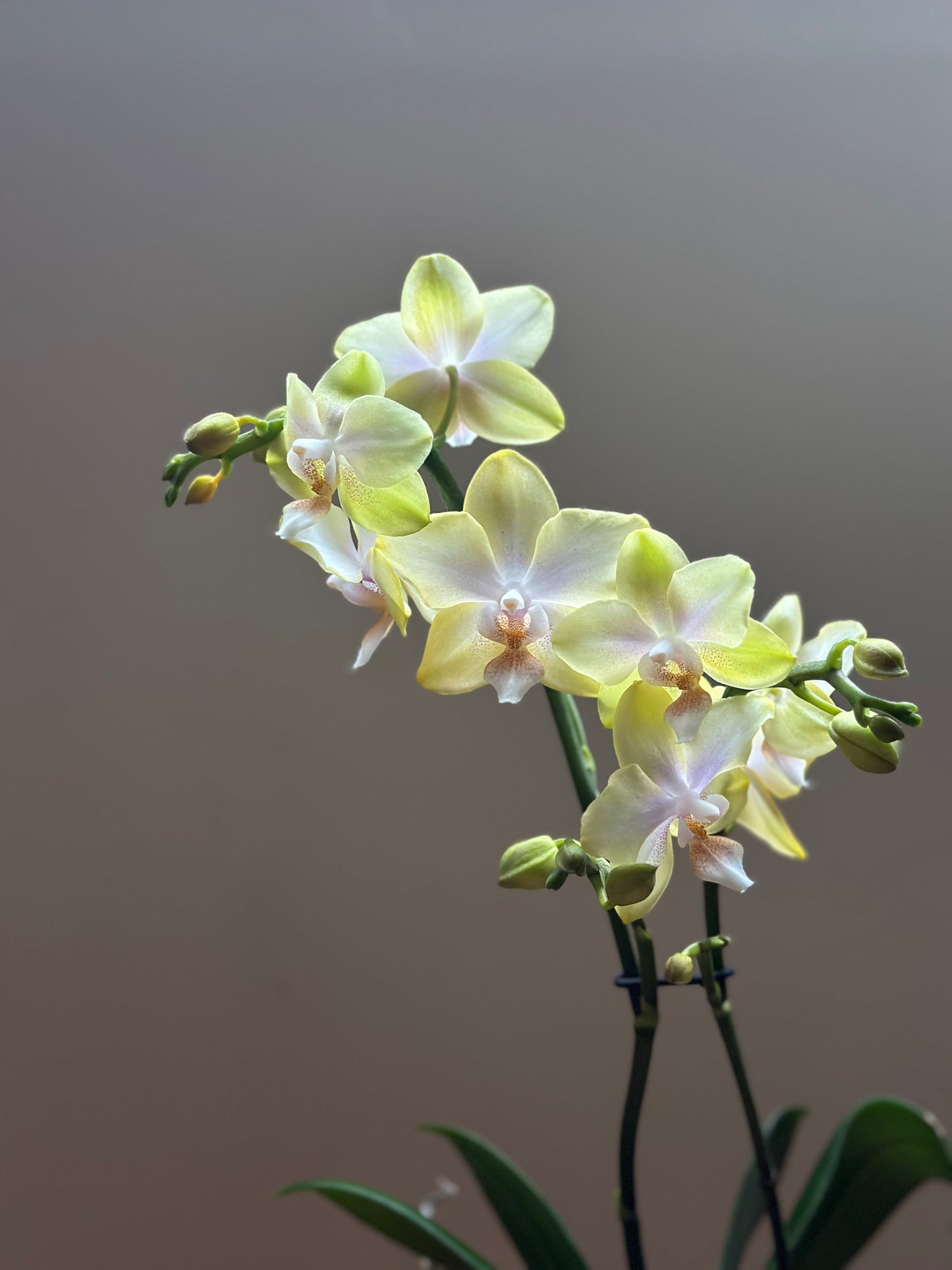 Multiflora Bolgheri Lemon