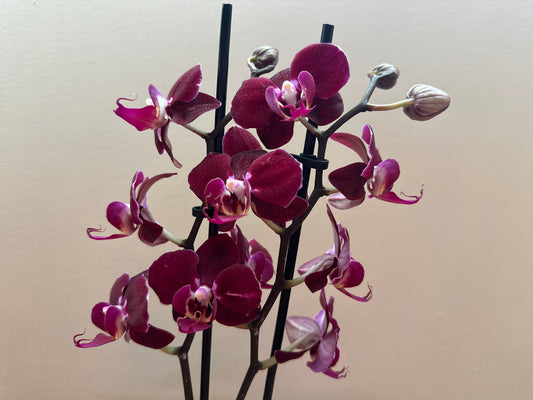 Multiflora Red Passion