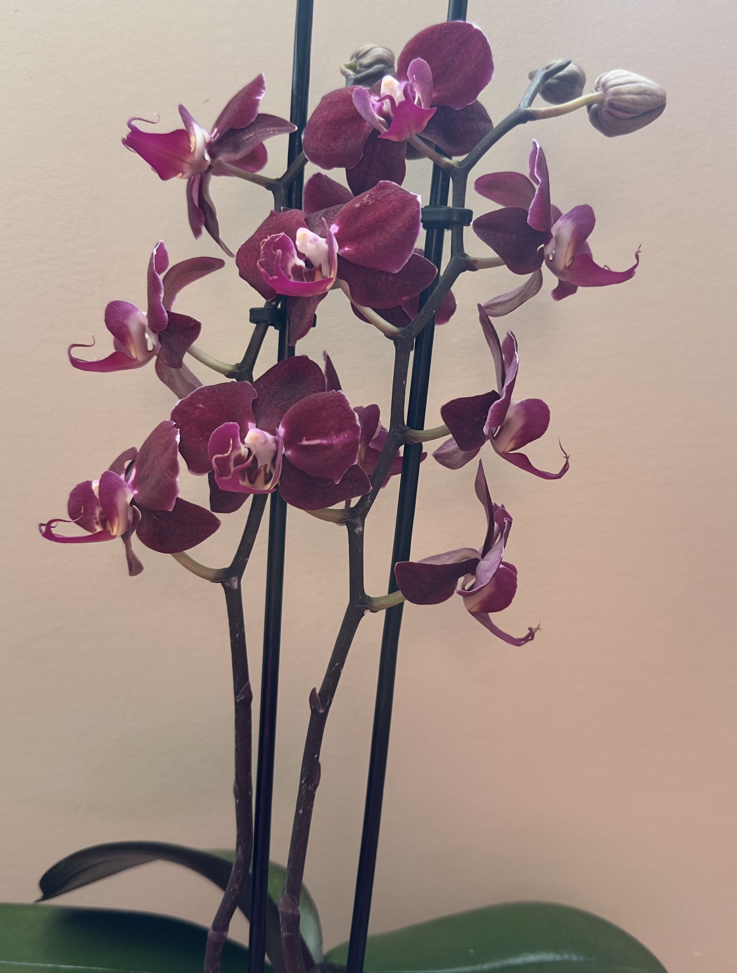 Multiflora Red Passion
