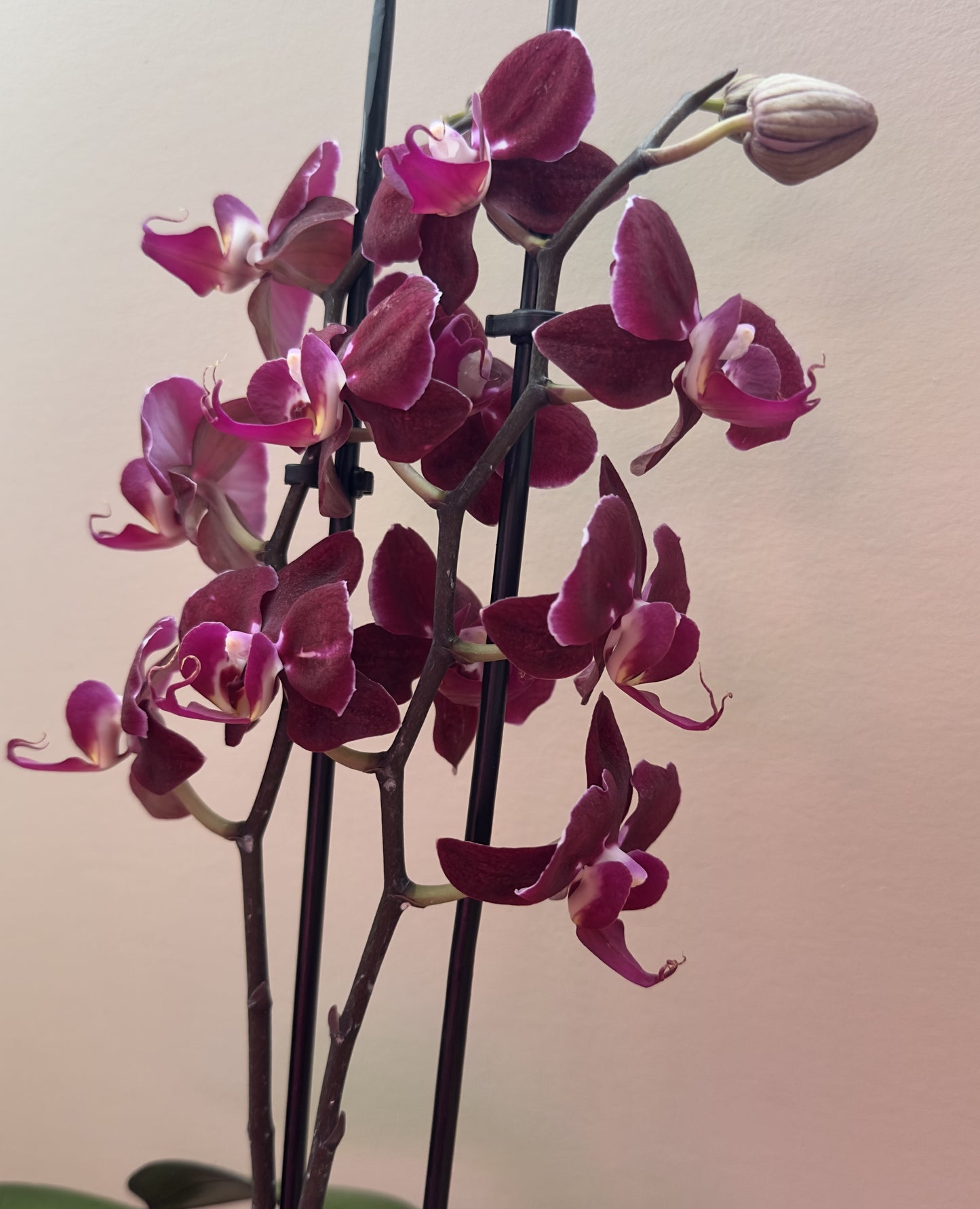 Multiflora Red Passion