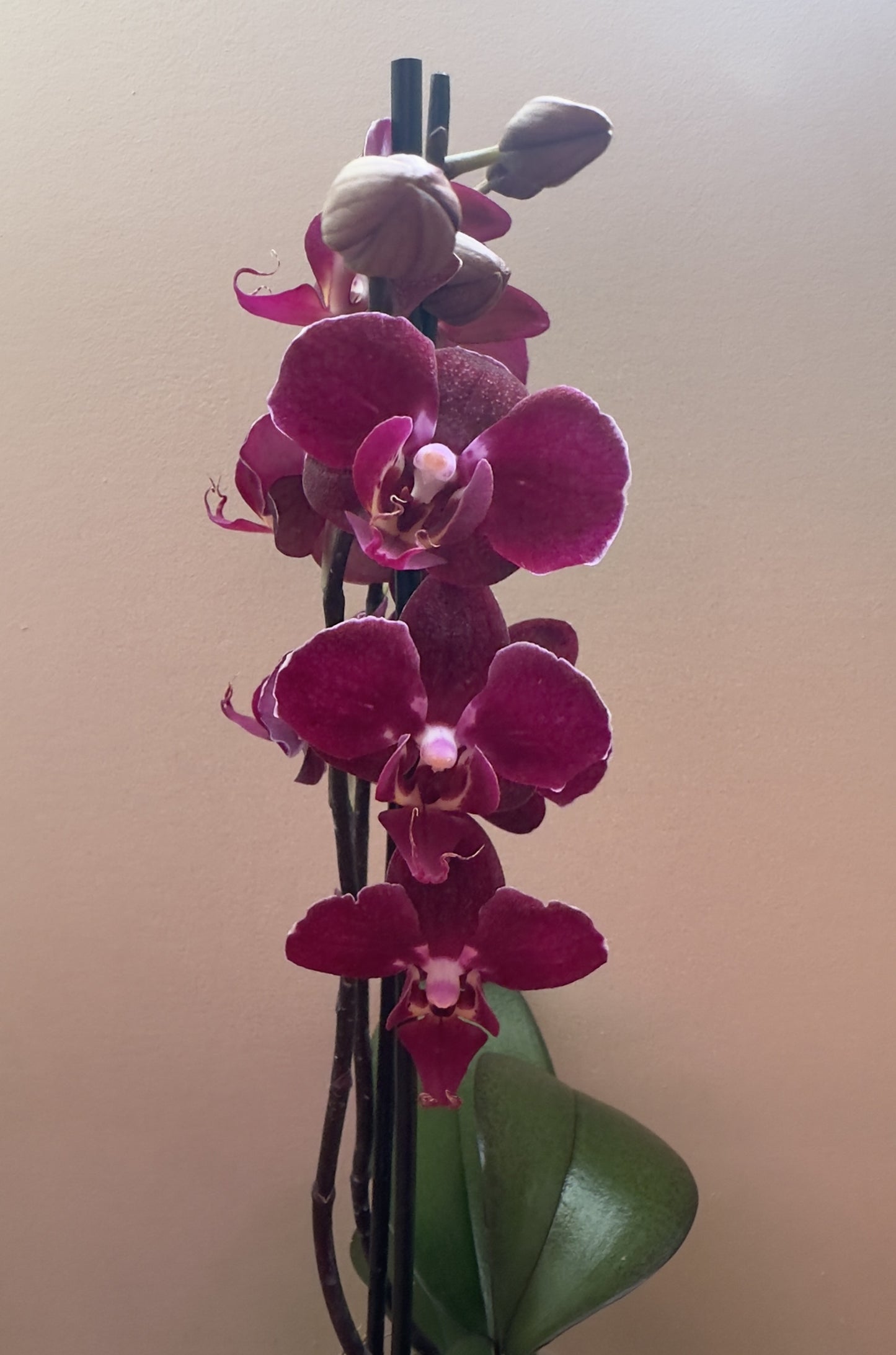 Multiflora Red Passion
