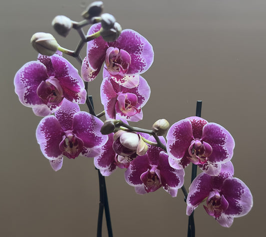Orquídea Grande Faction