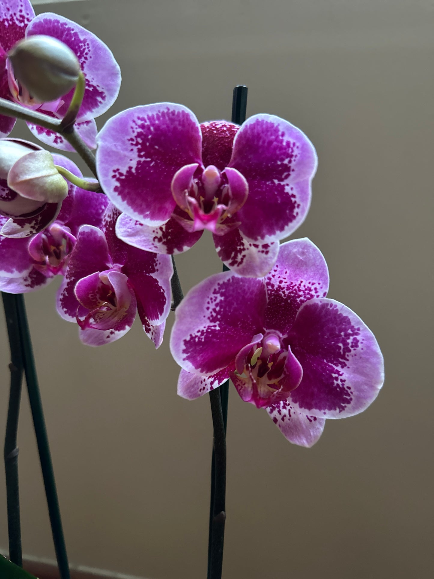 Orquídea Grande Faction