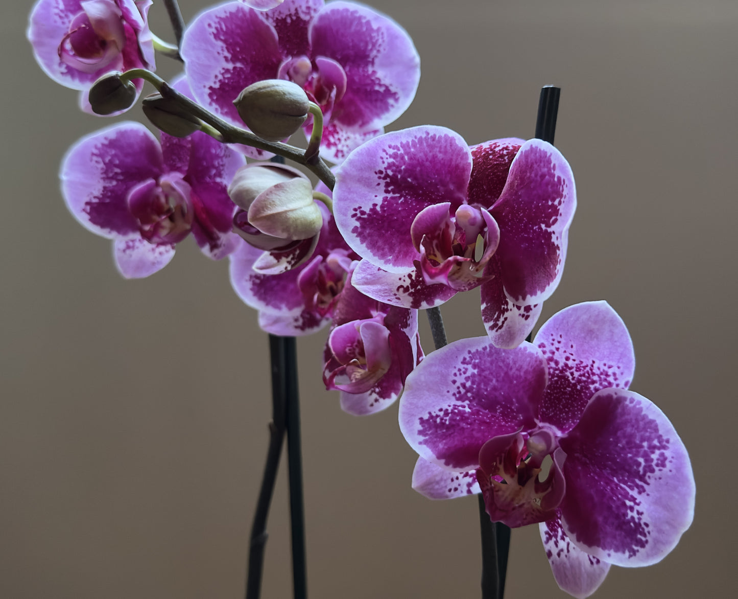 Orquídea Grande Faction