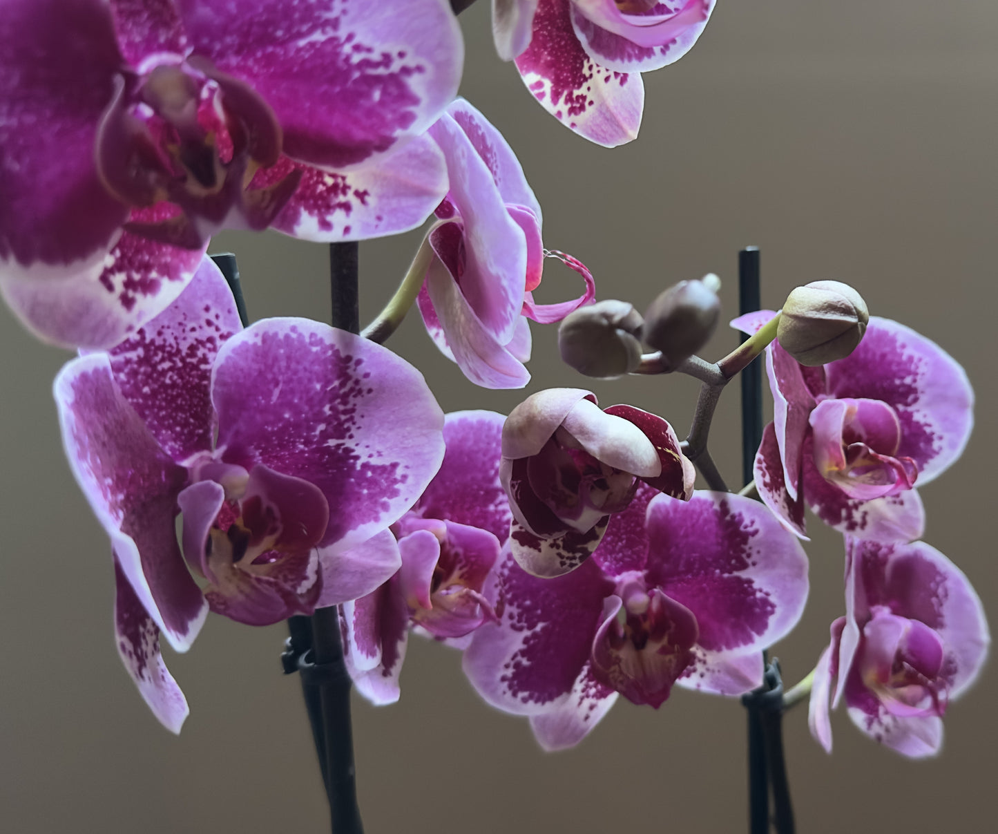 Orquídea Grande Faction