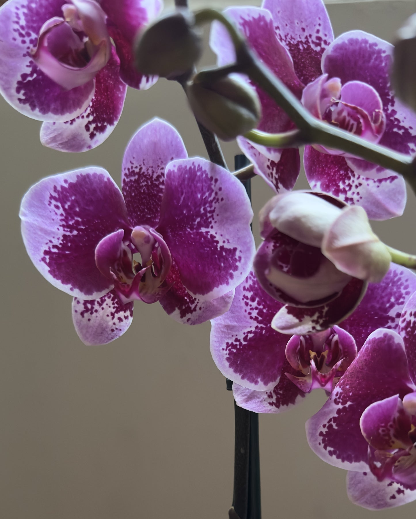Orquídea Grande Faction