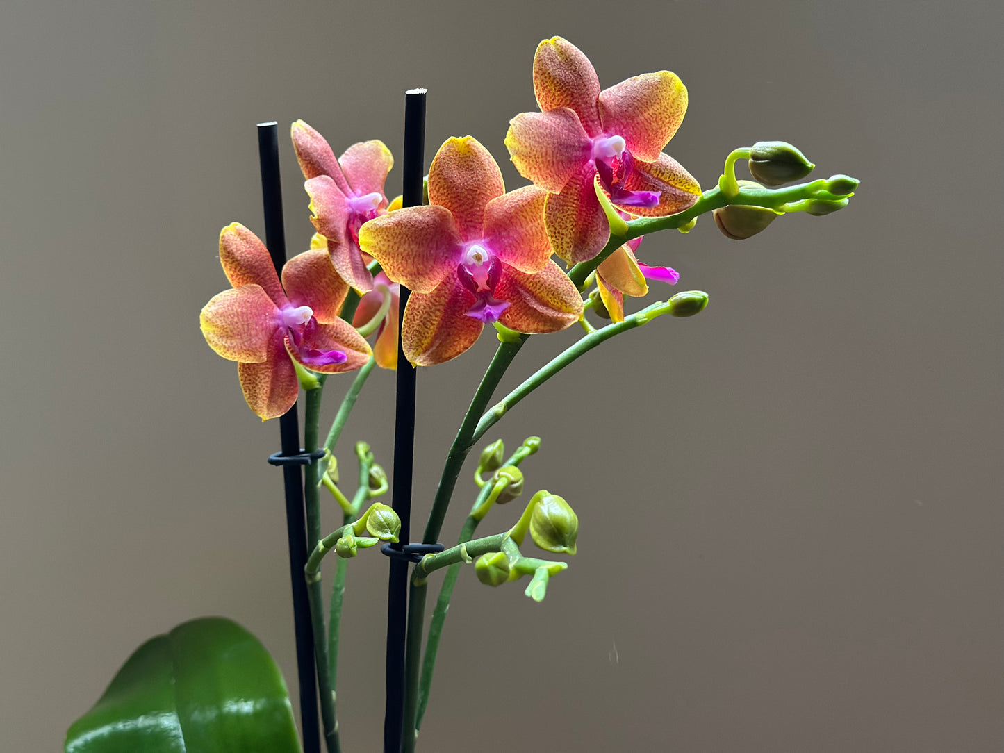 Multiflora Bolgheri Sunset