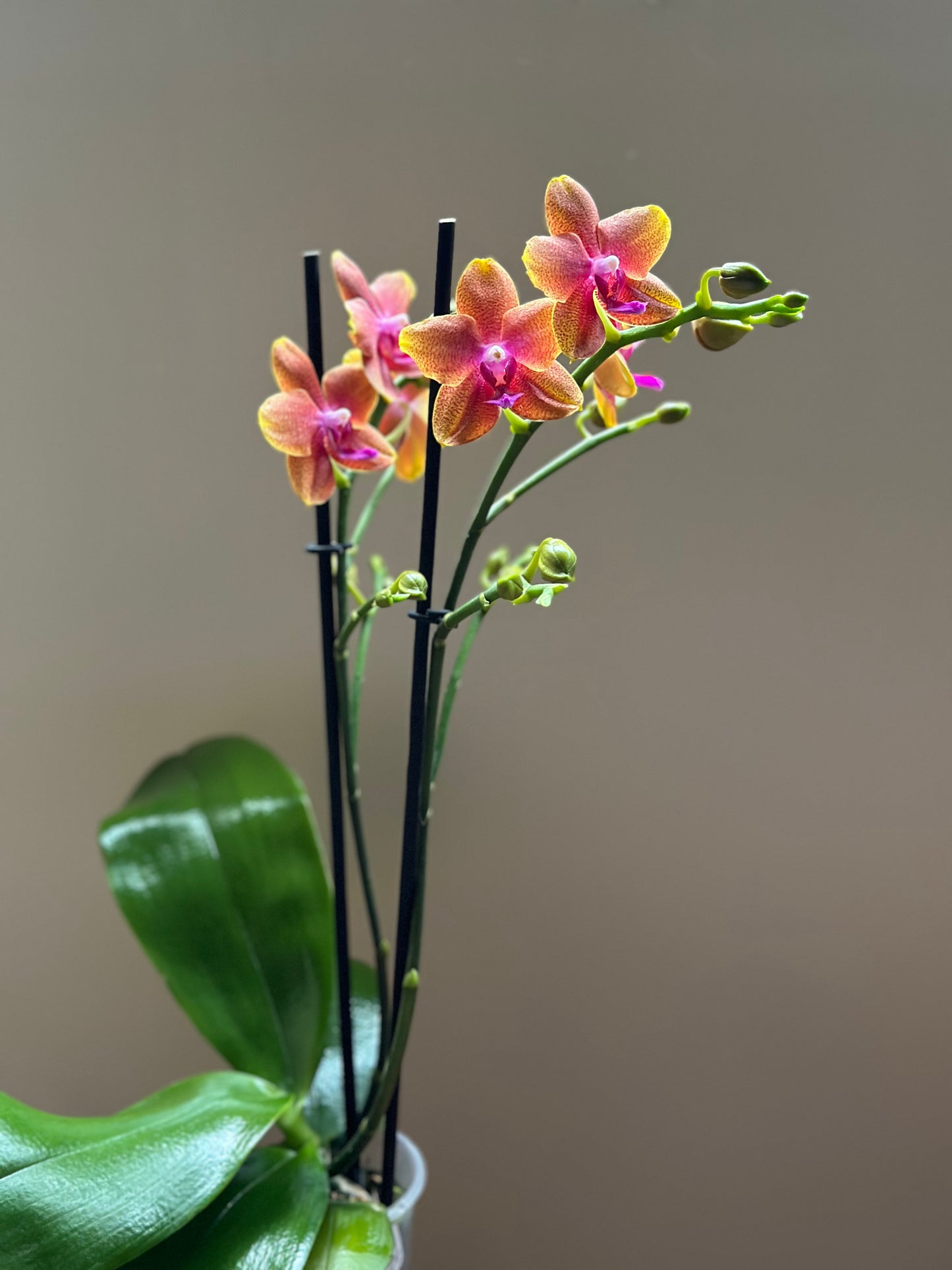 Multiflora Bolgheri Sunset