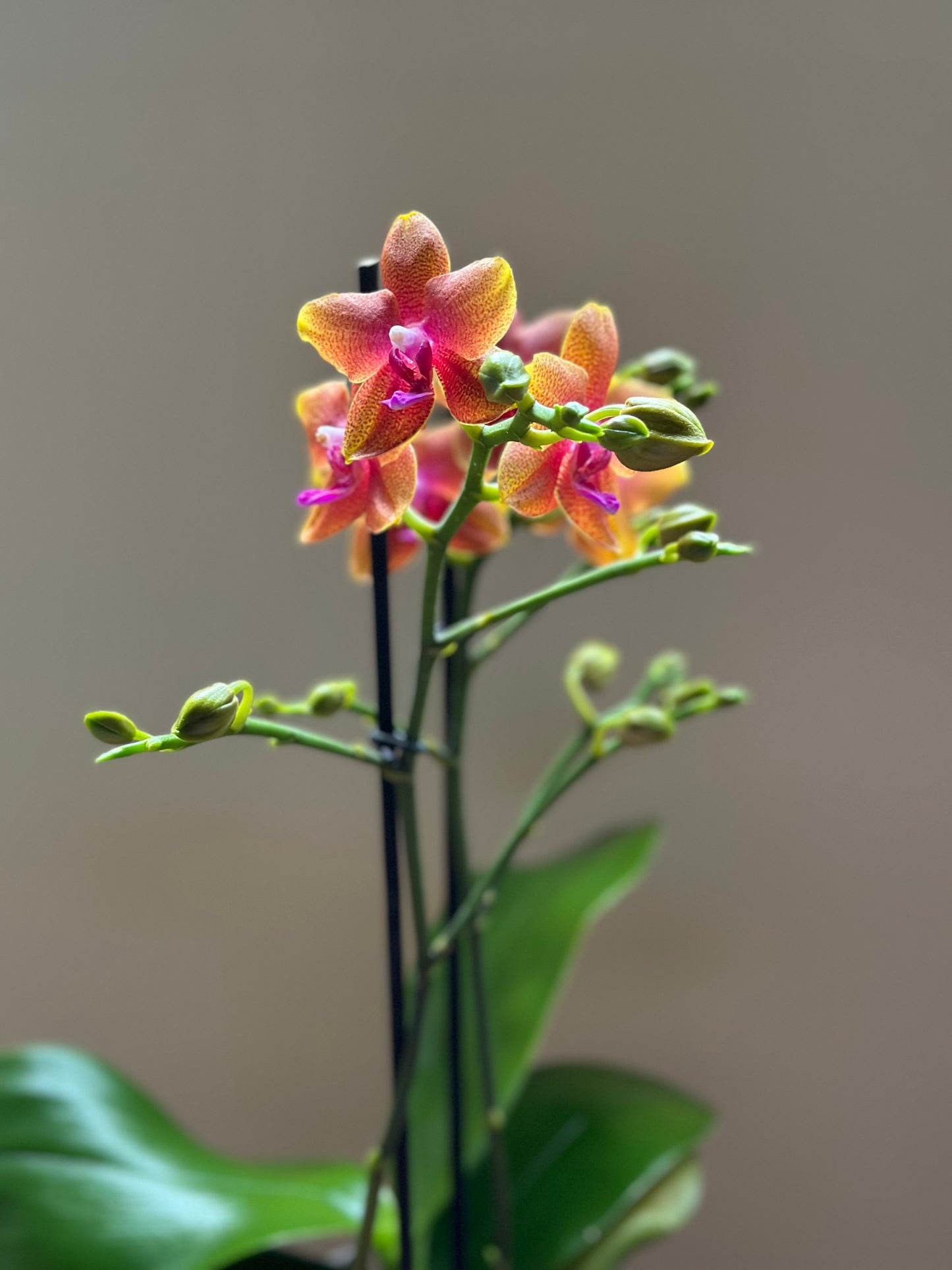 Multiflora Bolgheri Sunset