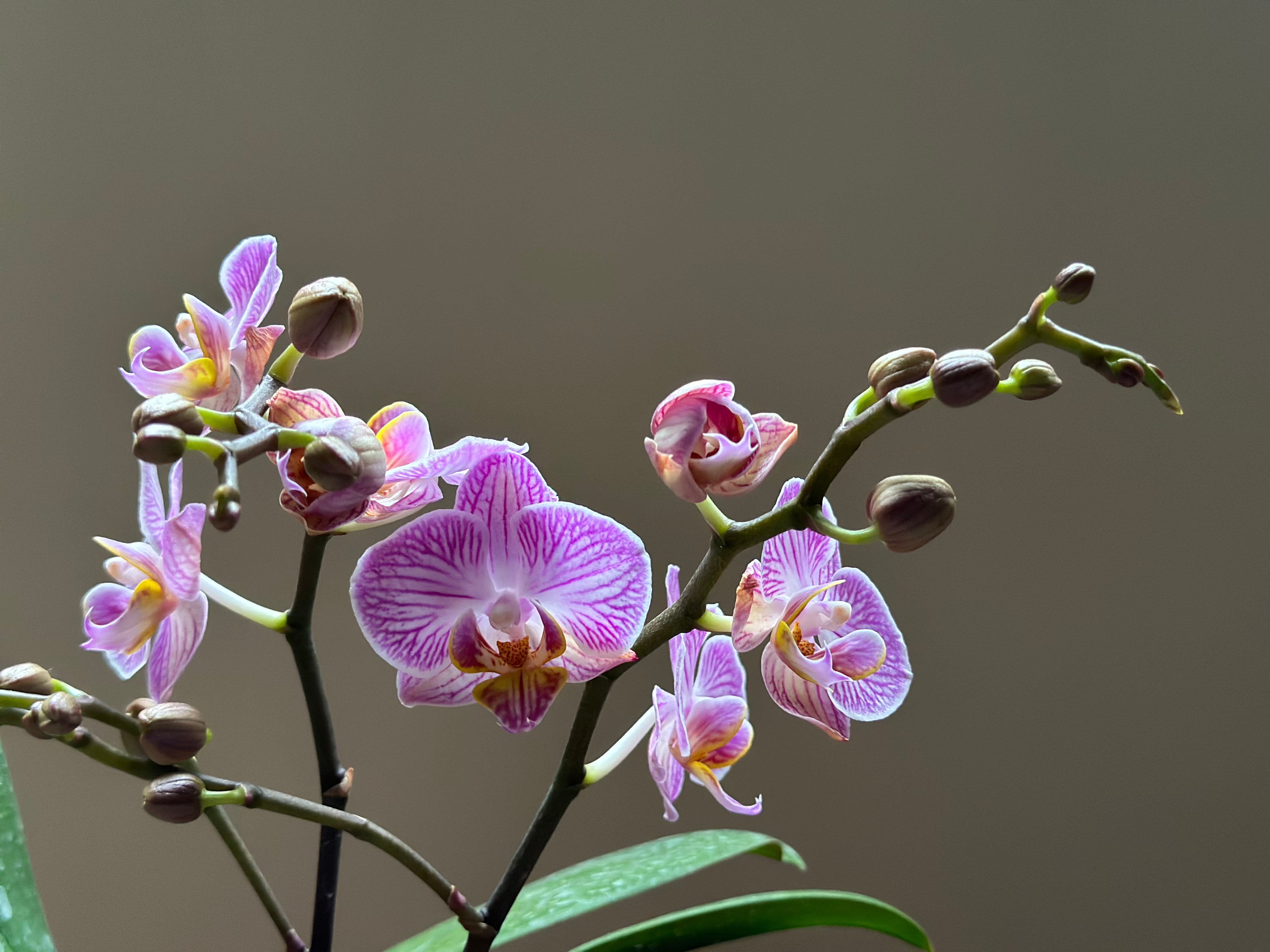Multiflora Honeybee – Espacio Floral