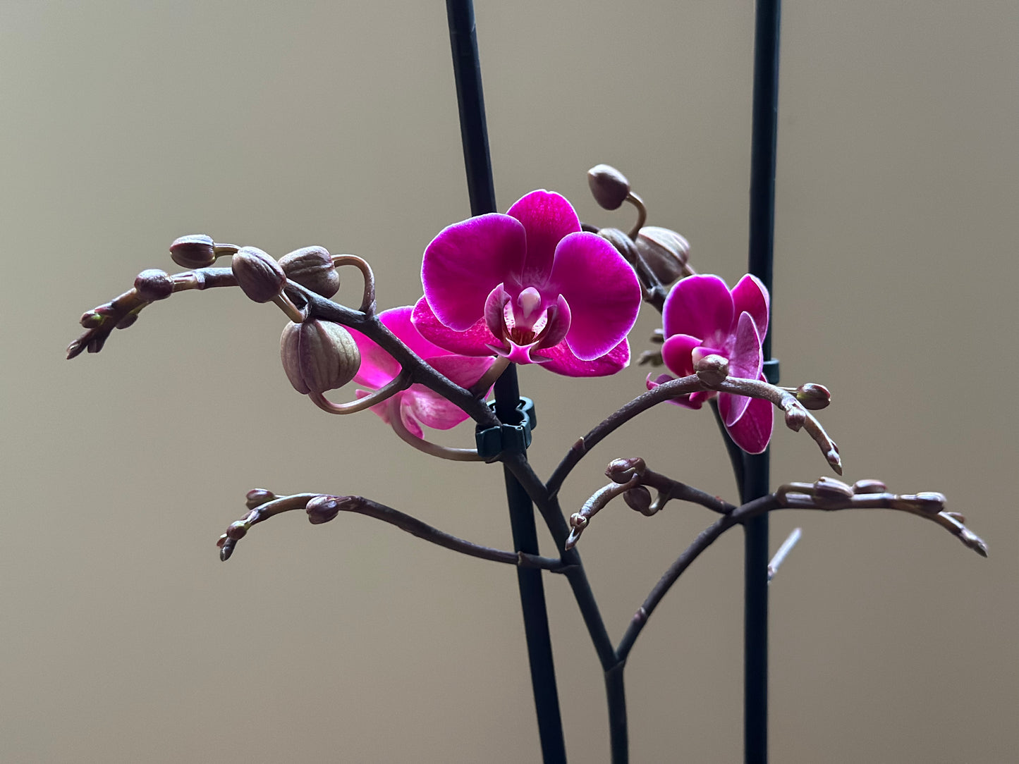 Multiflora Brazilian Fever