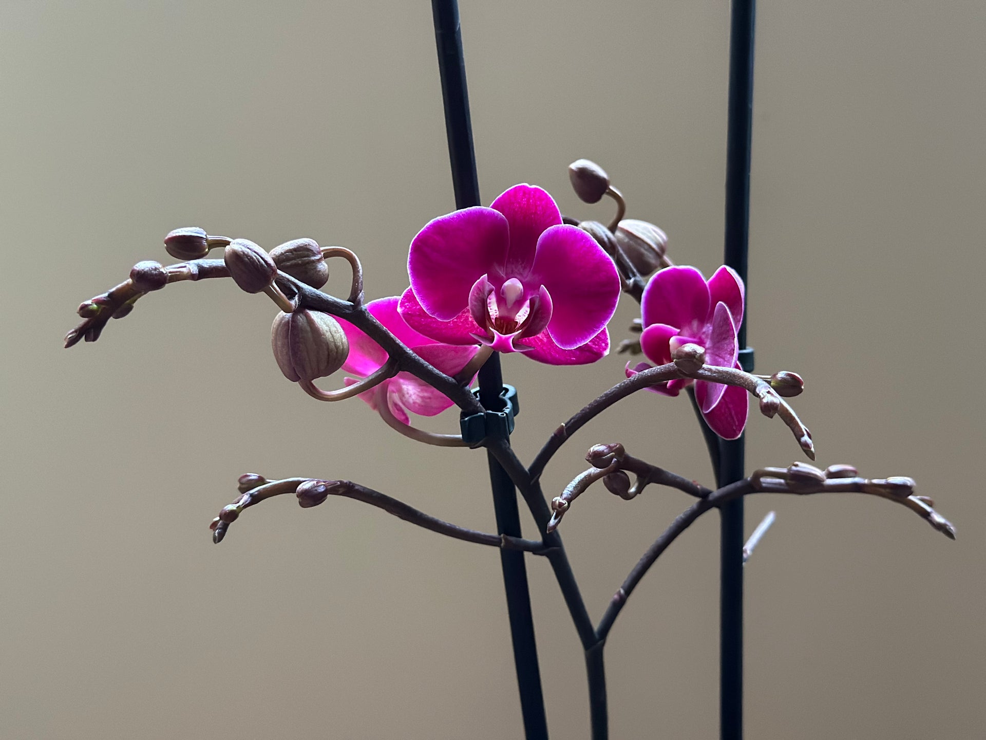 Multiflora Brazilian Fever