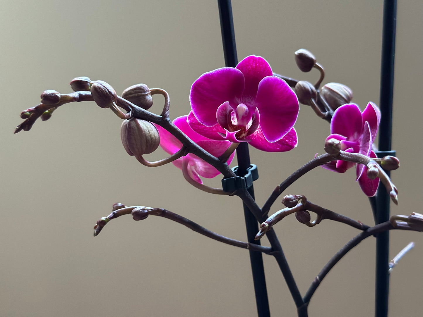 Multiflora Brazilian Fever