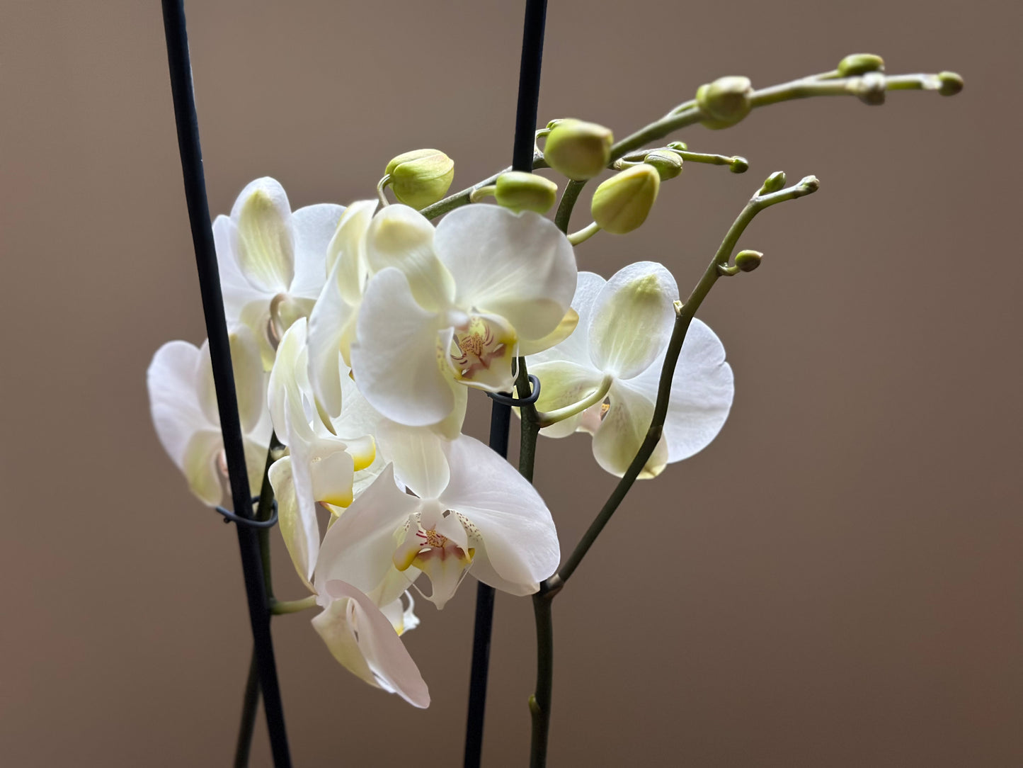 Orquídea Grande Chiang Rai