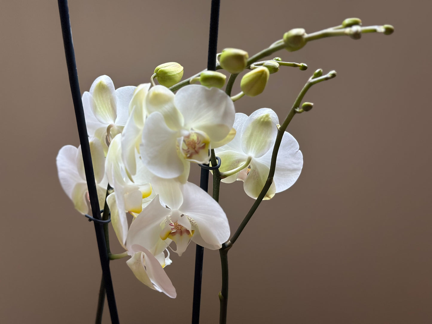 Orquídea Grande Chiang Rai