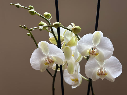 Orquídea Grande Chiang Rai