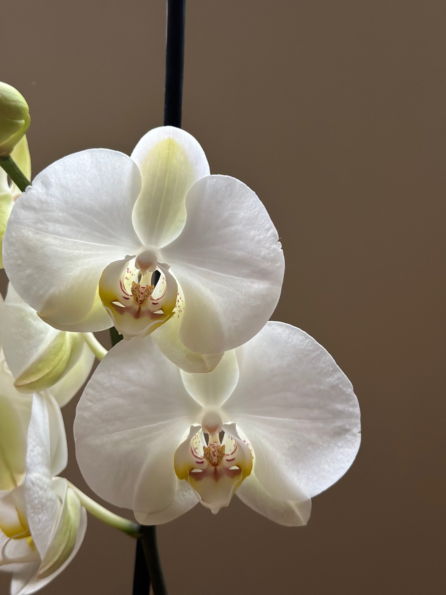 Orquídea Grande Chiang Rai