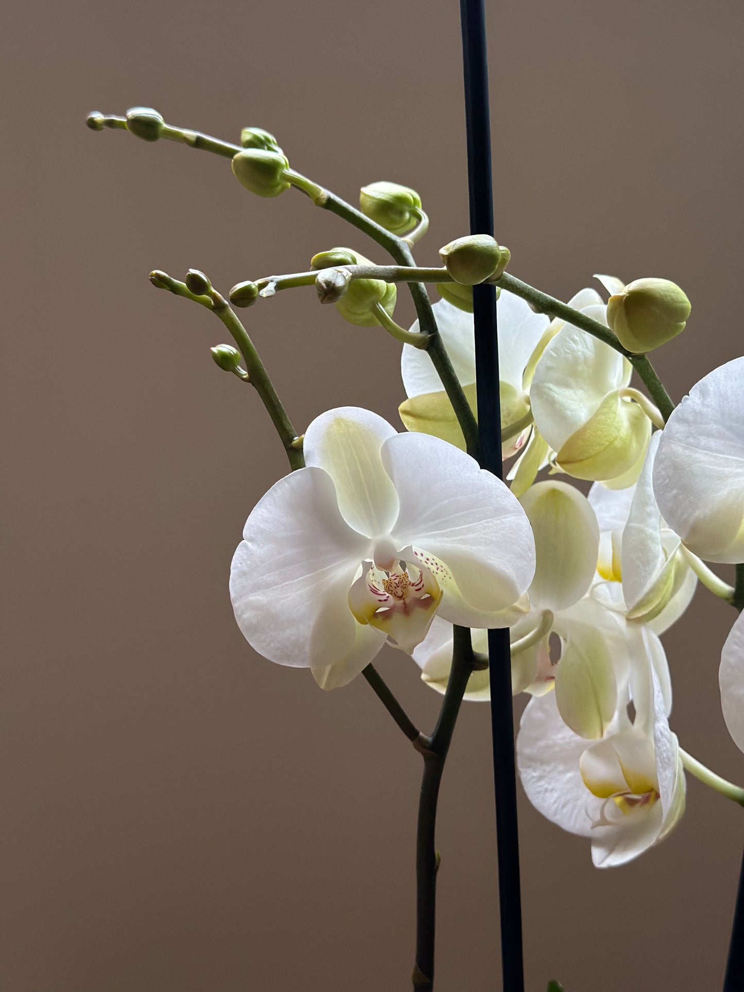 Orquídea Grande Chiang Rai