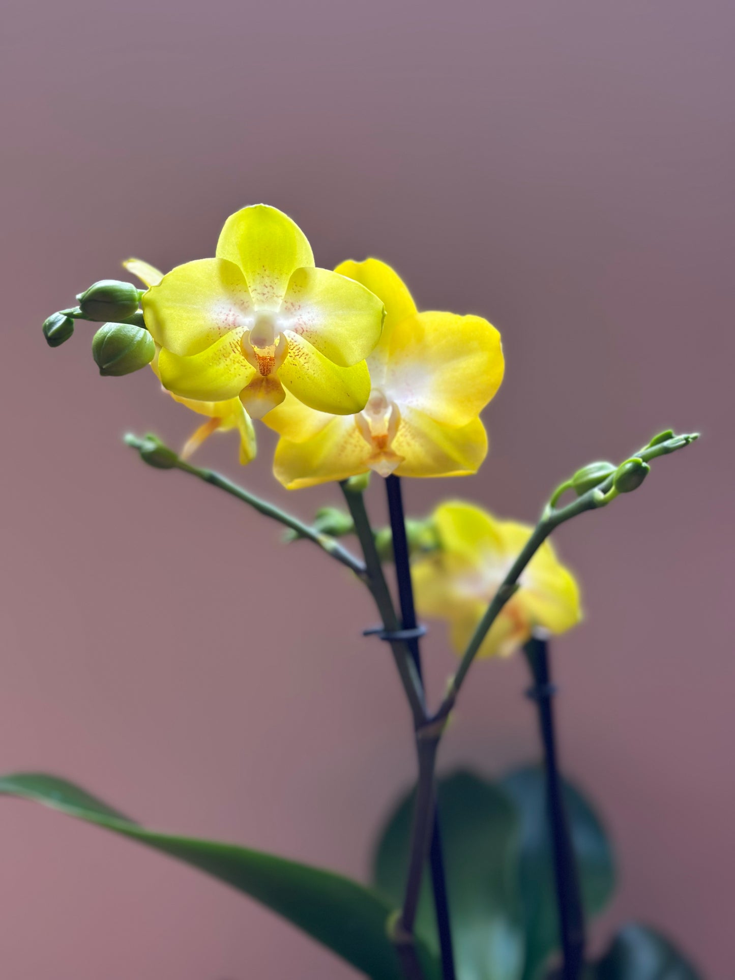 Multiflora Yellow Cup