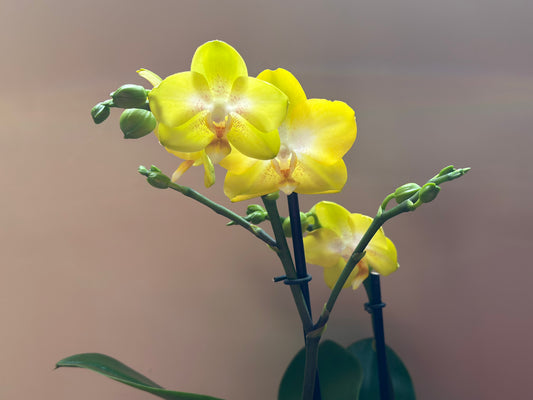 Multiflora Yellow Cup