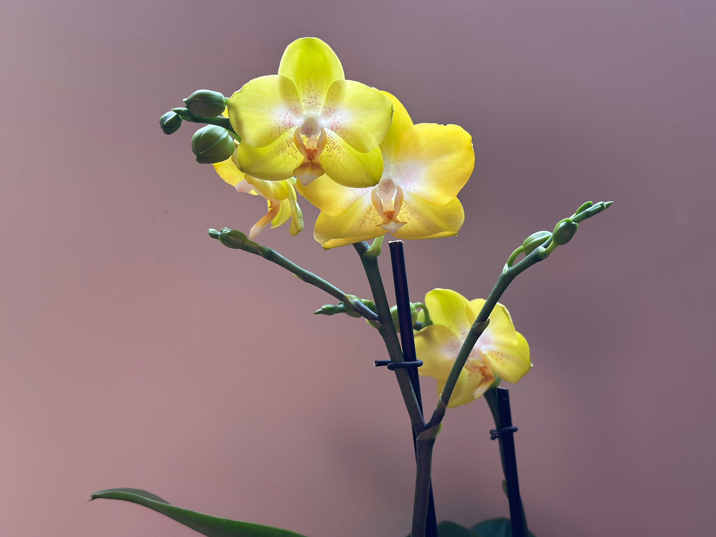 Multiflora Yellow Cup