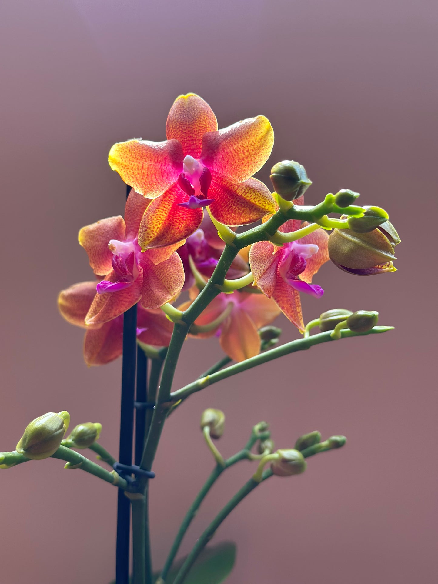 Multiflora Bolgheri Sunset