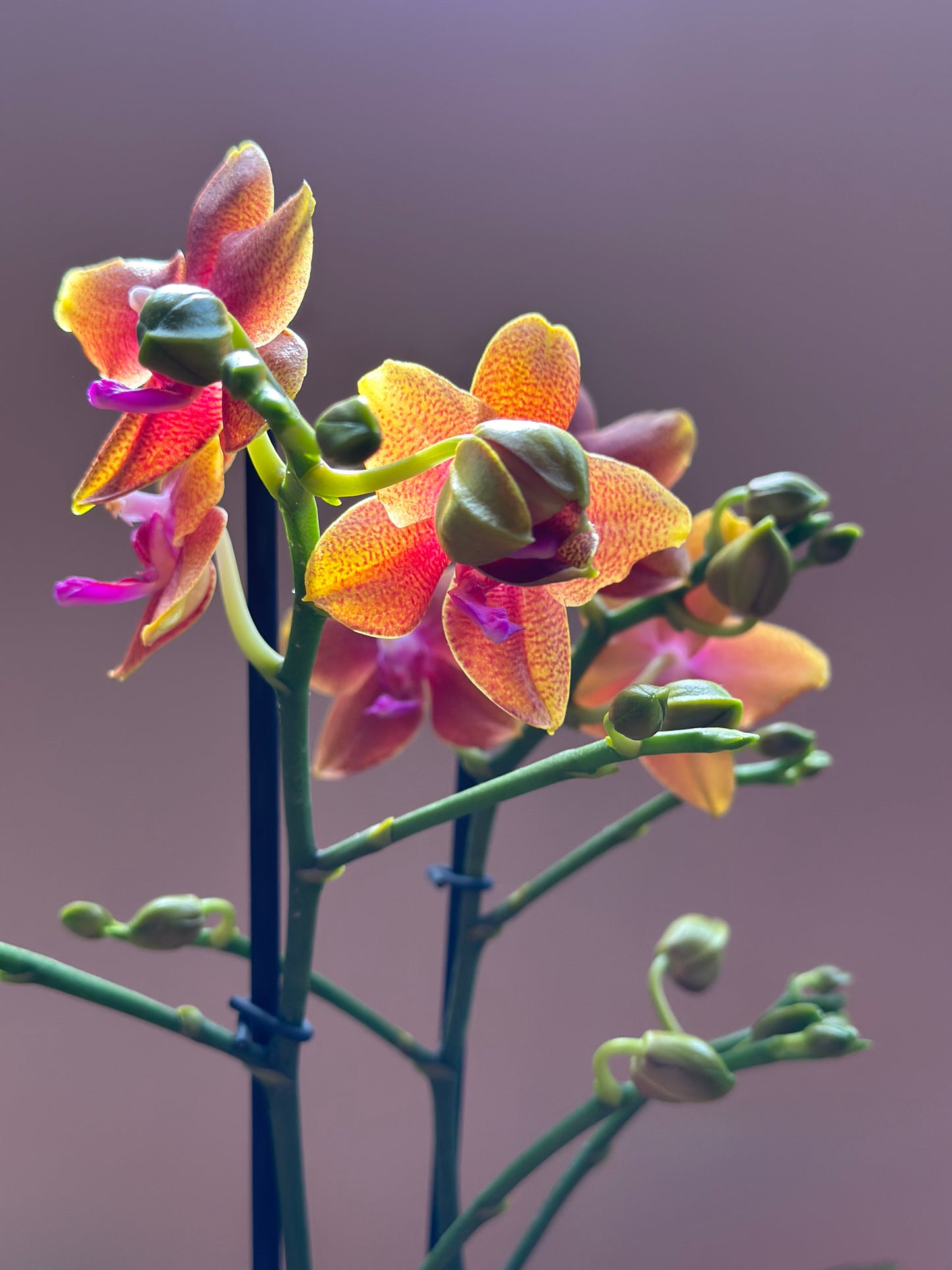 Multiflora Bolgheri Sunset