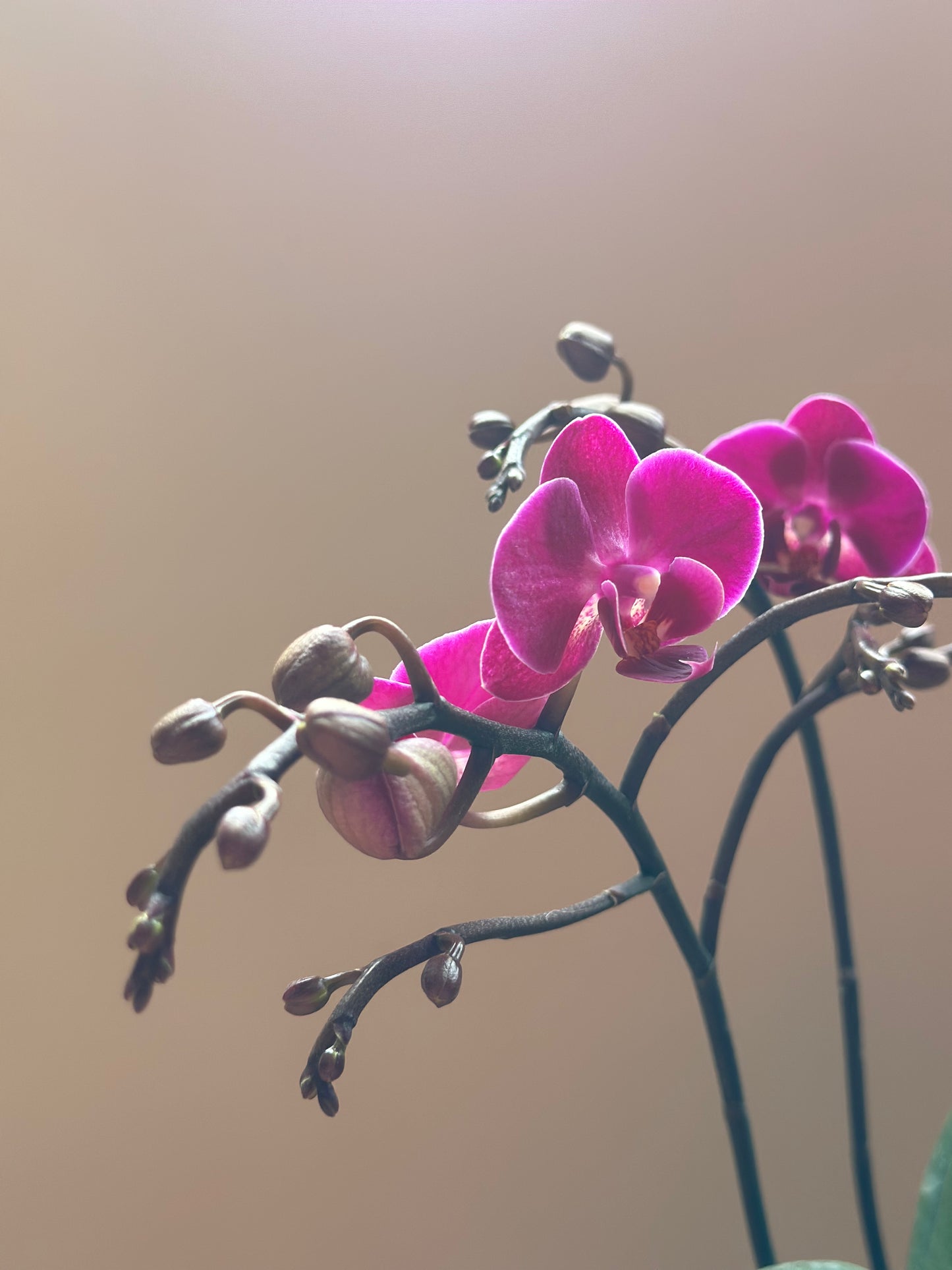 Multiflora Brazilian Fever