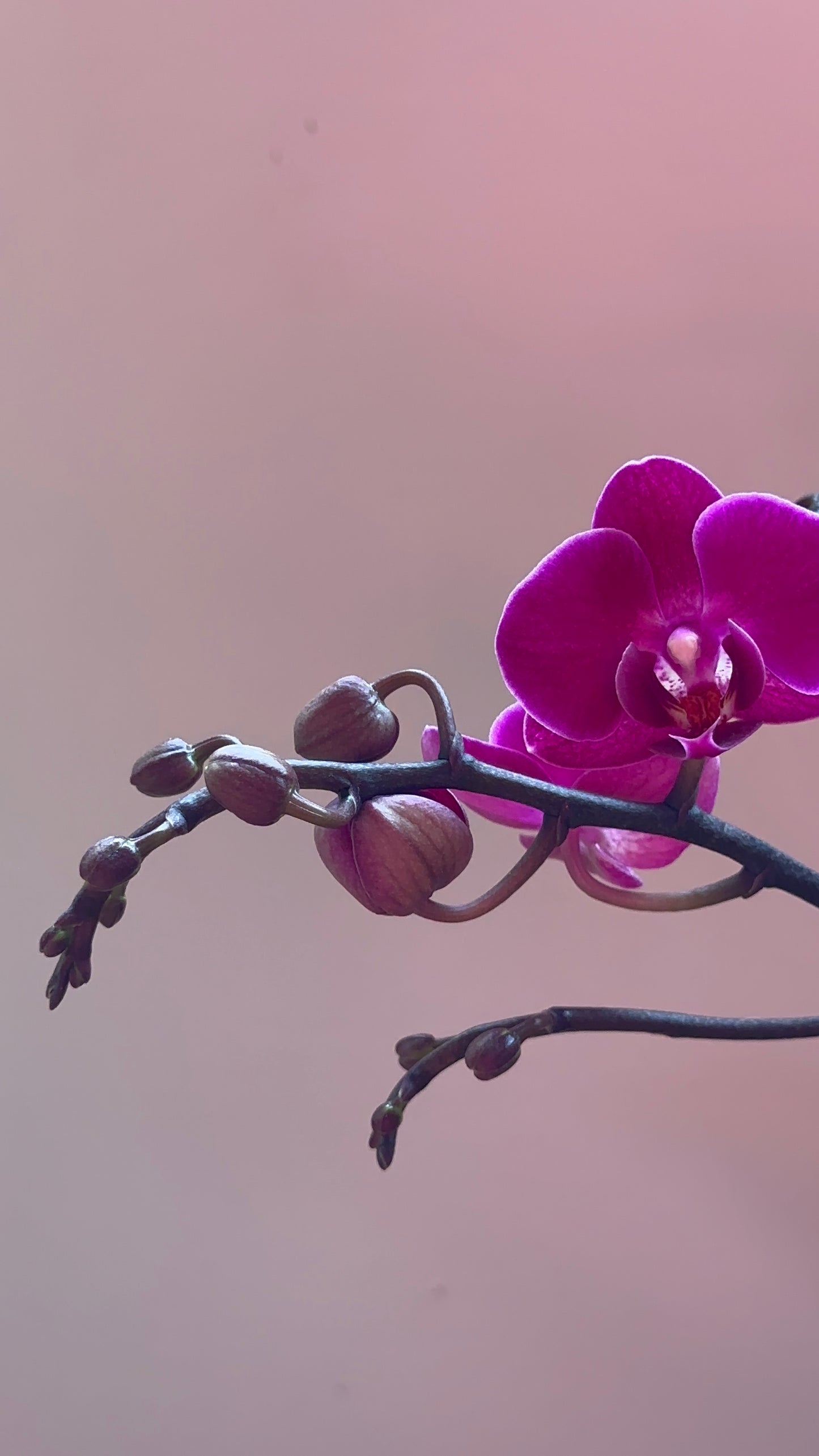 Multiflora Brazilian Fever