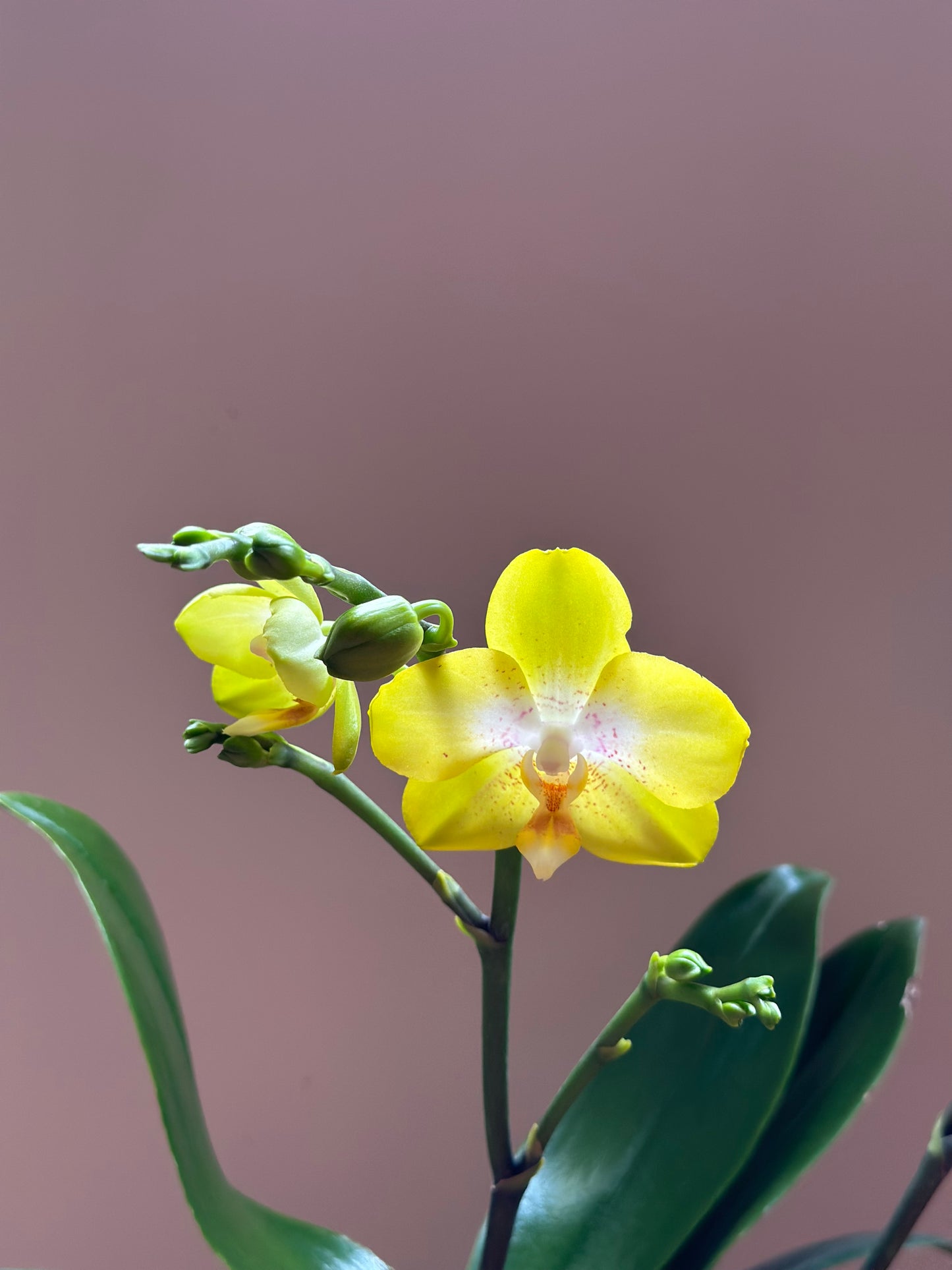 Multiflora Yellow Cup