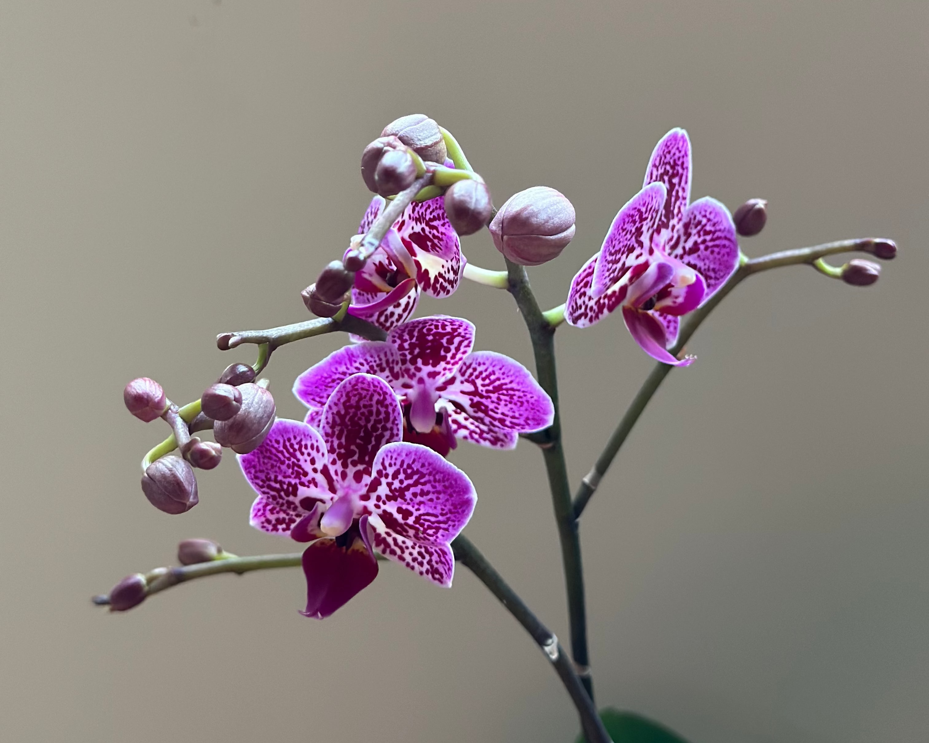 Multiflora Symphony – Espacio Floral