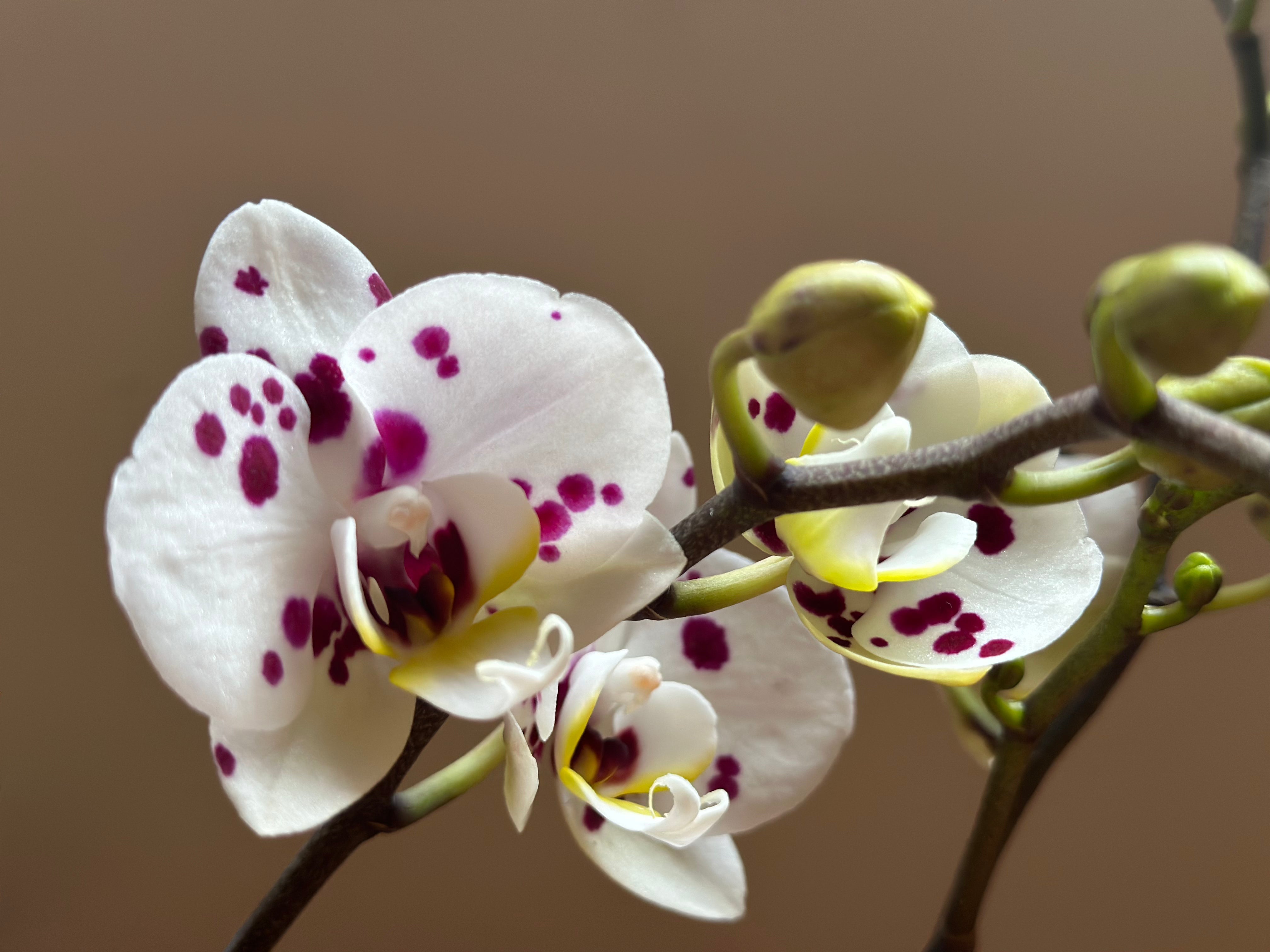 Multiflora Lisboa – Espacio Floral