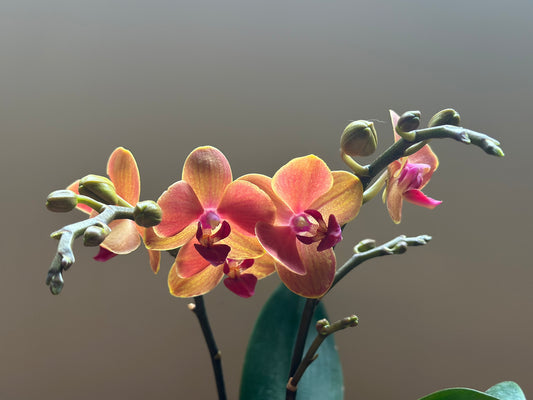 Multiflora Surf Song