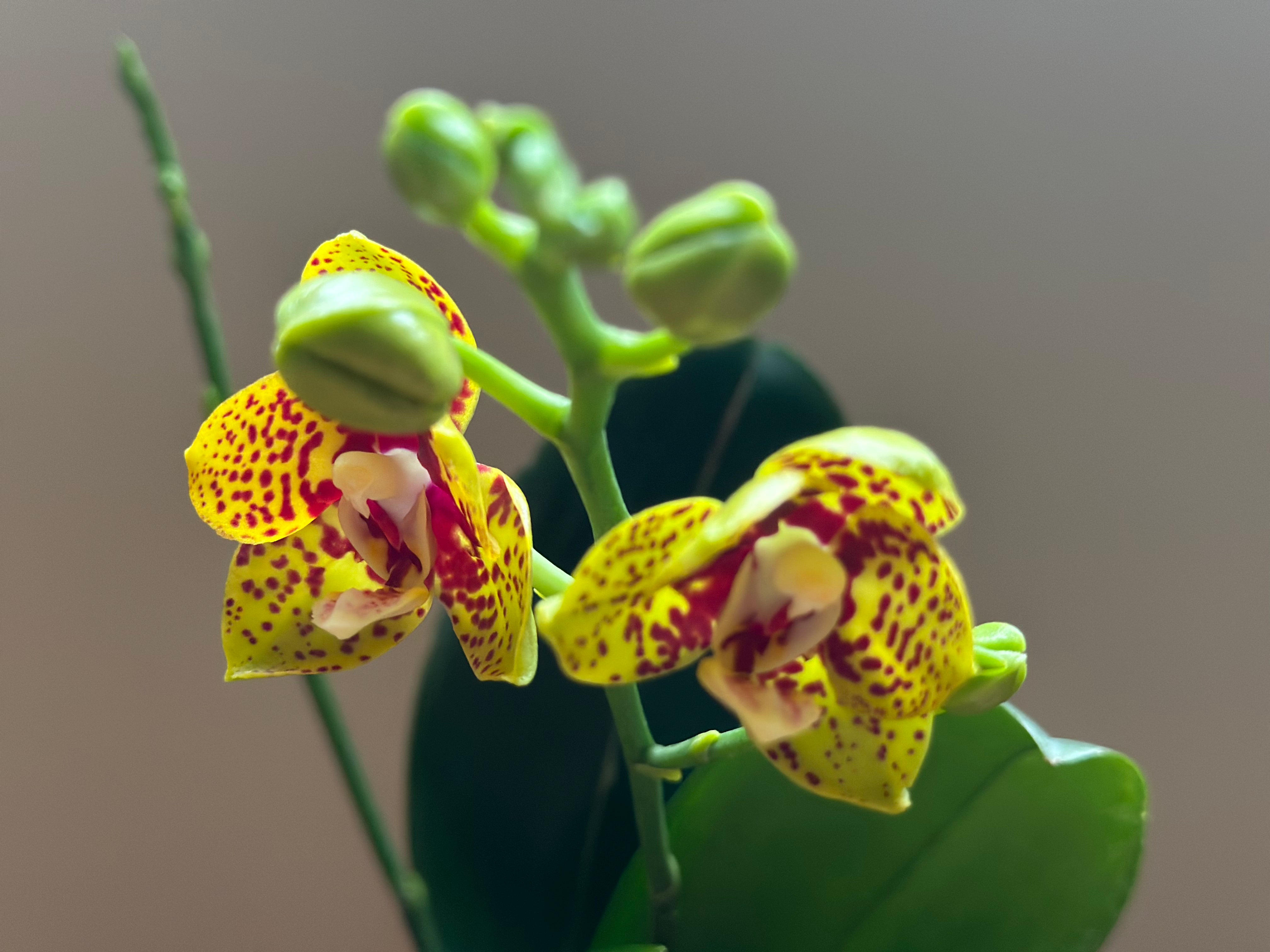 Multiflora Alucard – Espacio Floral
