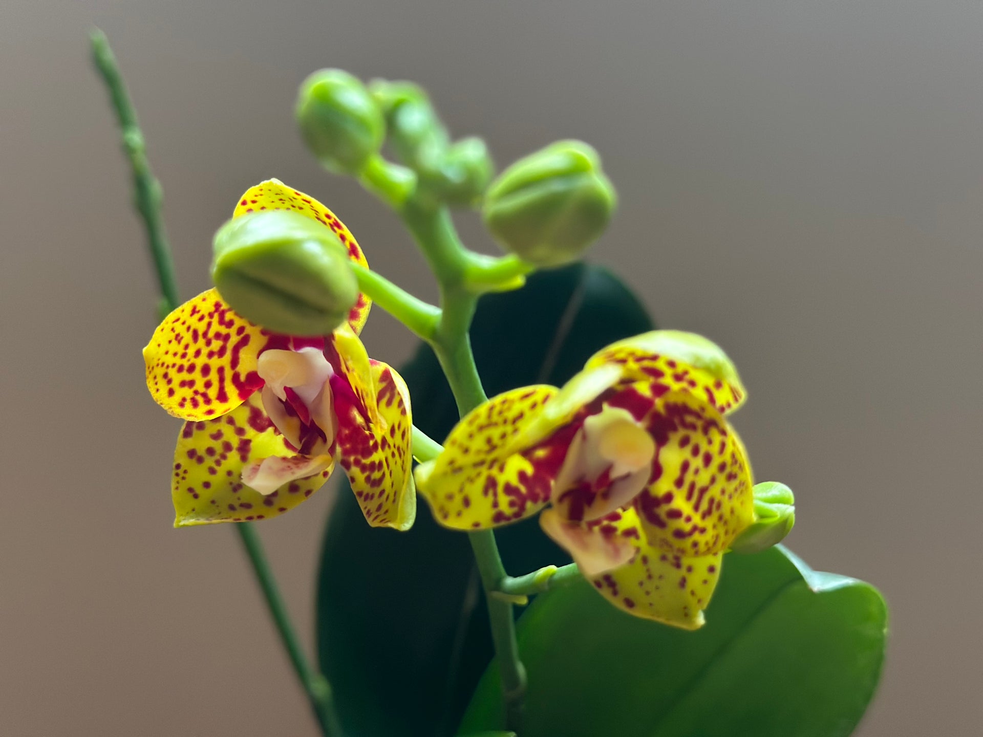 Multiflora Alucard