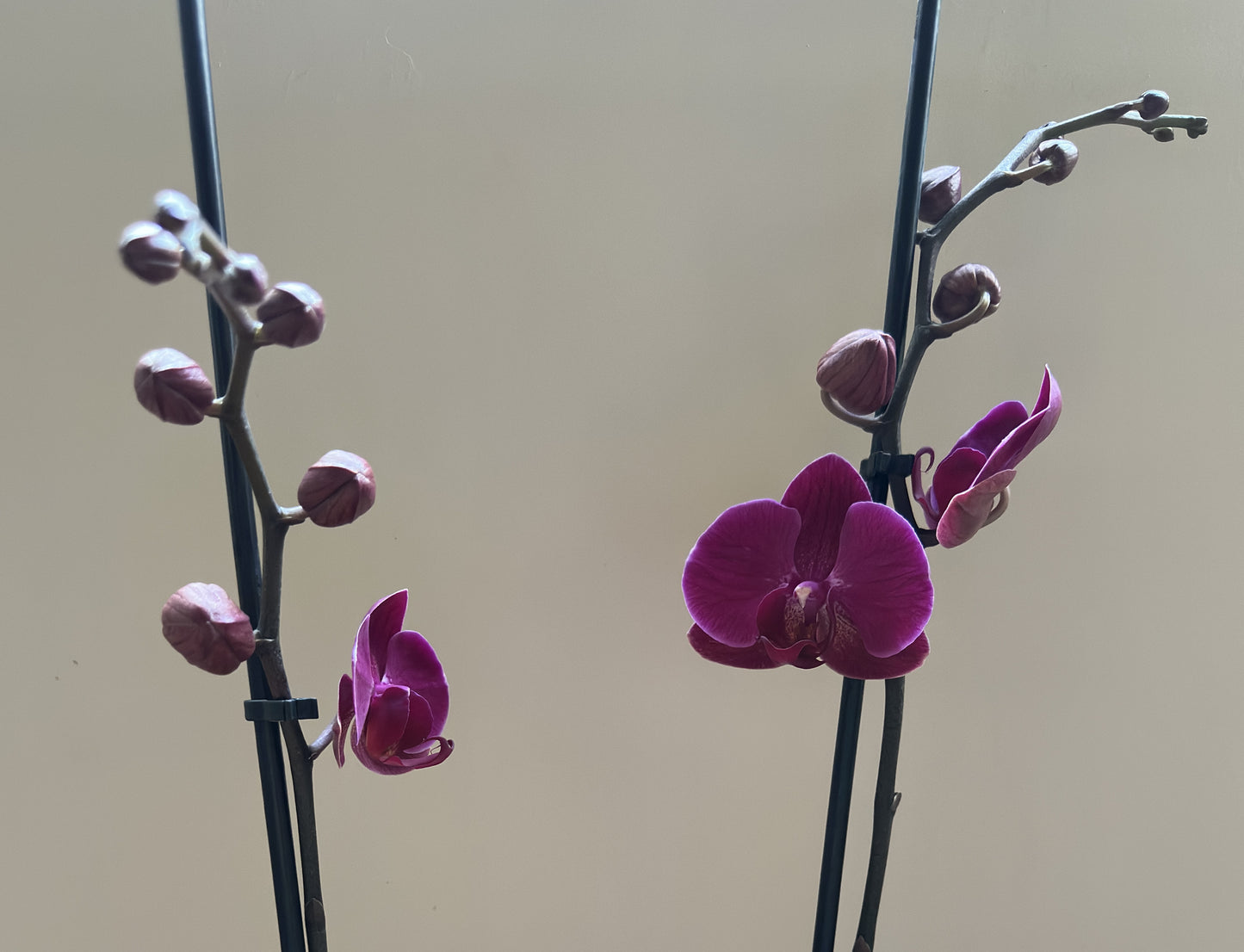 Orquídea Grande Chelsion